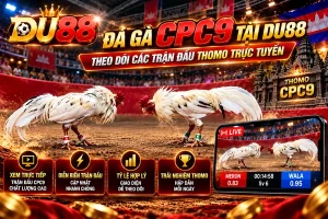 Đá gà CPC9 tại DU88 với hai chiến kê trắng, hình ảnh bồ gà Thomo CPC9 và giao diện theo dõi trận đấu trực tuyến.