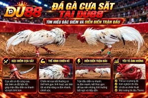 Đá gà cựa sắt tại DU88 với hai chiến kê trắng, đặc điểm cựa sắt, thể hình và diễn biến trận đấu Thomo.