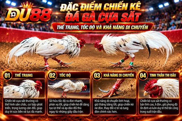 Đặc điểm chiến kê đá gà cựa sắt tại DU88 với hai chiến kê trắng, thể trạng, tốc độ, khả năng di chuyển và tinh thần thi đấu.
