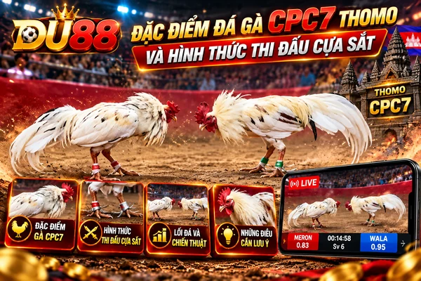 Đặc điểm đá gà CPC7 Thomo tại DU88 với hai chiến kê trắng, hình thức thi đấu cựa sắt và giao diện theo dõi trực tiếp.